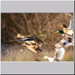 Anas platyrhynchos - Stockente 20.jpg